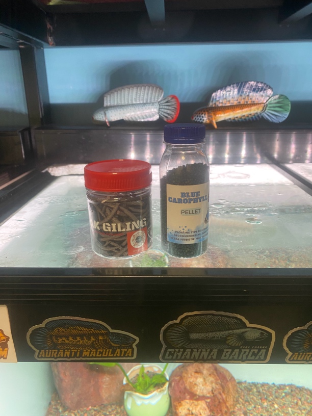 雷龙鱼印尼涨帆增色饲料