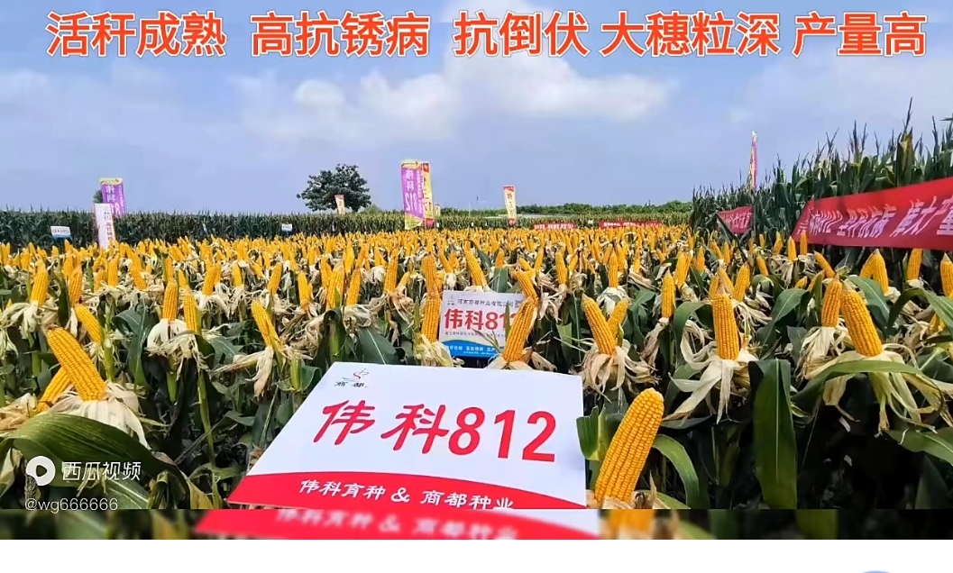 大田用，春播，夏播