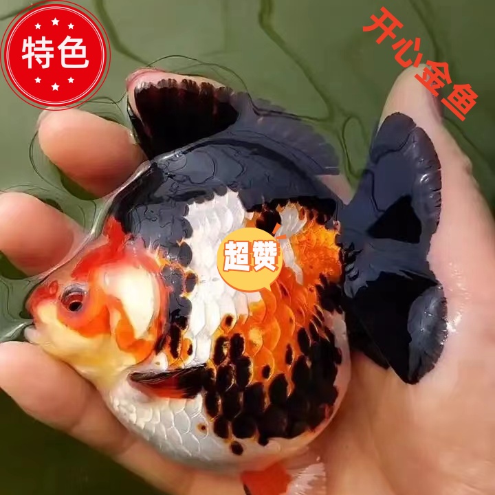 【直播福利】浩克将军狮精品金鱼淡水观赏鱼好养鱼场直发包邮包活