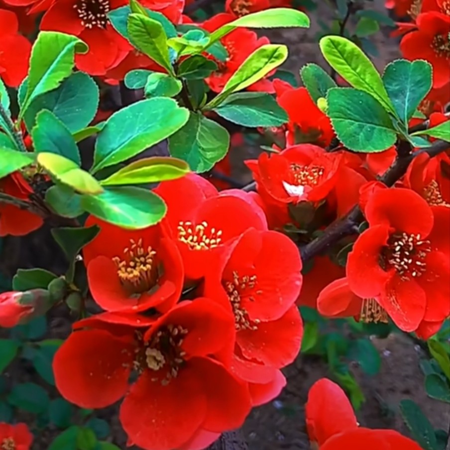 盆栽花卉庭院植物日本海棠花苗红花海棠贴梗海棠花苗铁杆海棠苗南