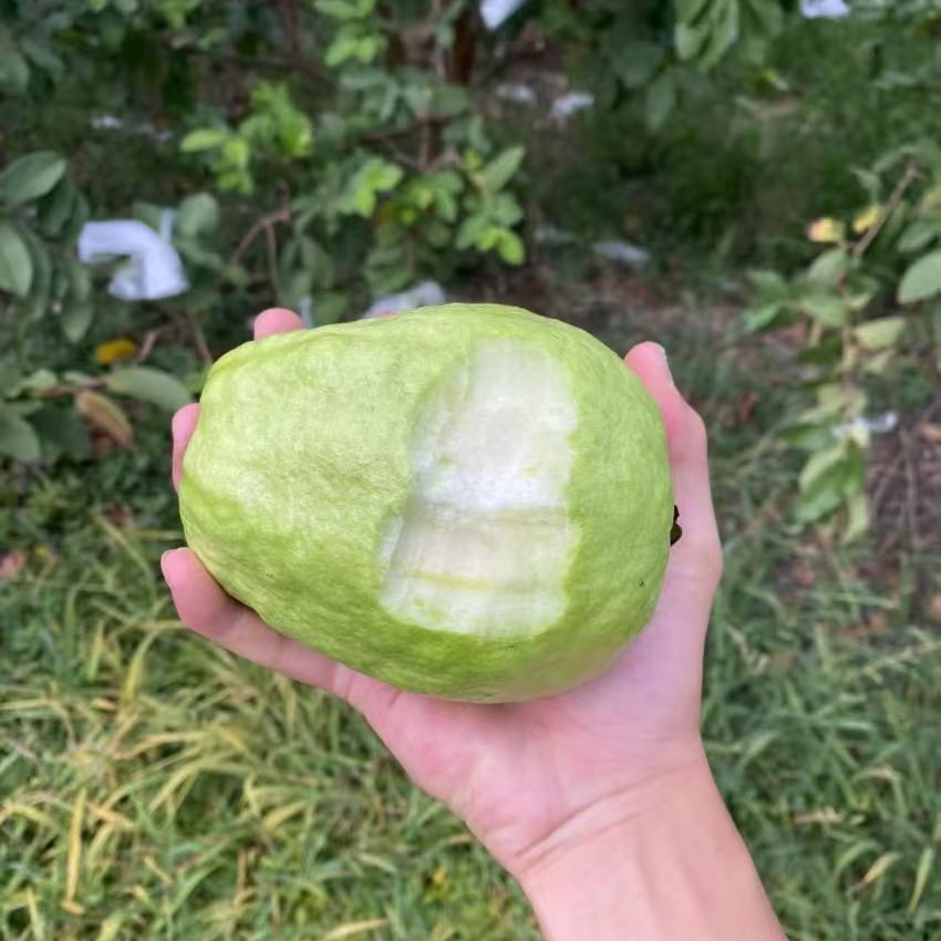 海南特产水果芭乐番石榴白心