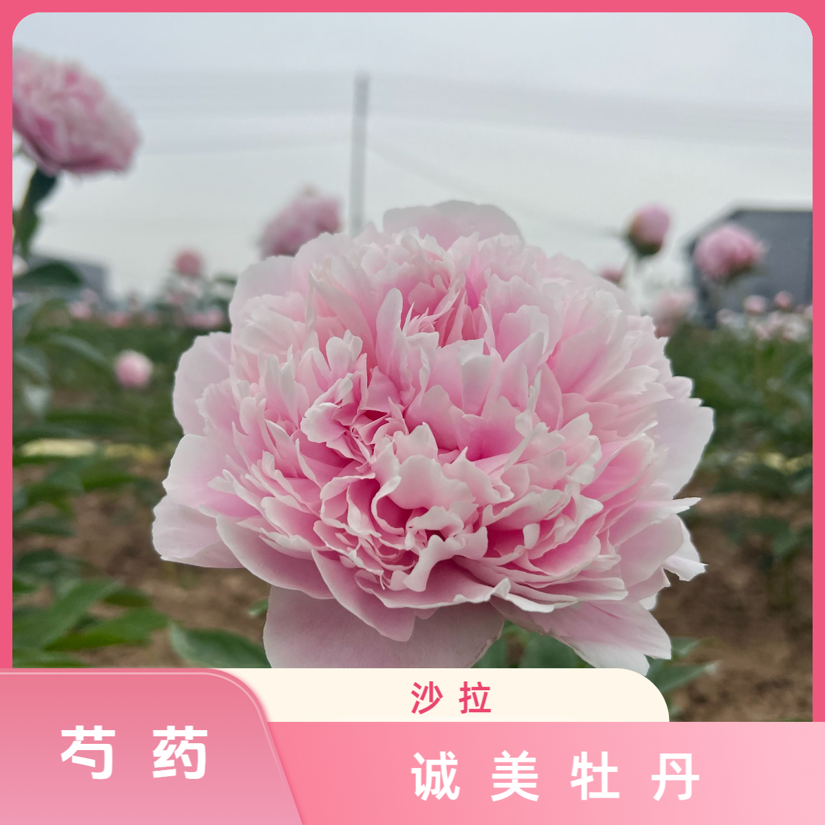 【沙拉芍药】进口粉色重瓣大花芍药 花苗现挖现发 裸根发货