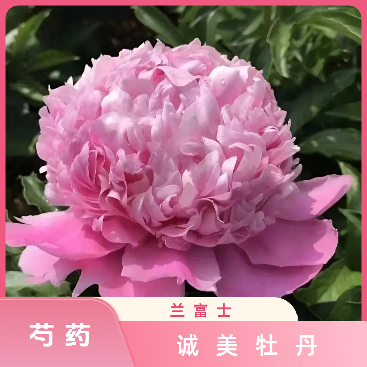 【兰富士芍药】进口粉蓝色品种 花苗现挖现发 裸根发货