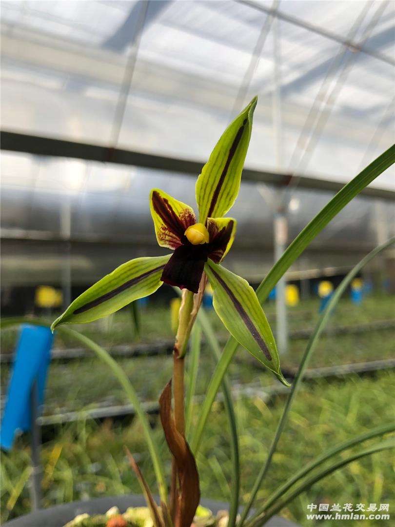 精品兰花春兰包公魂