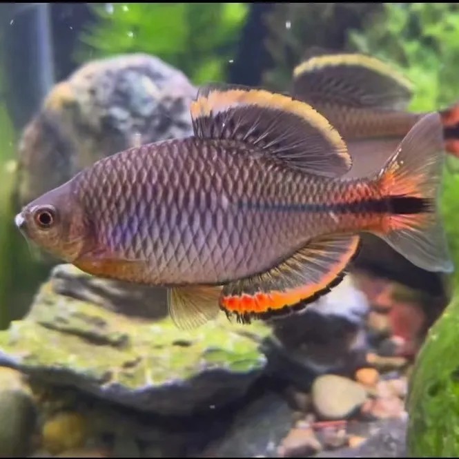漳州齐氏鱊鳑鲏鱼
