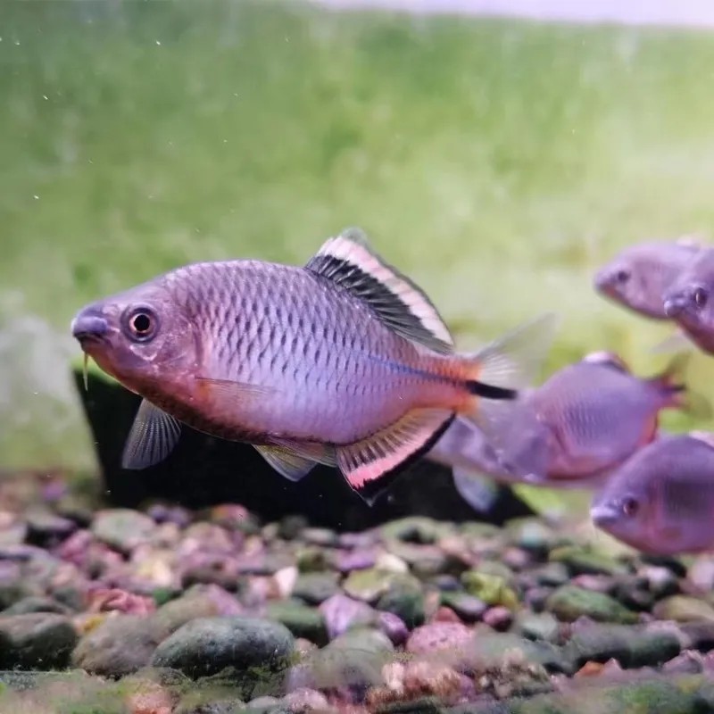 原生冷水鱼泉州齐氏鱊鳑鲏鱼