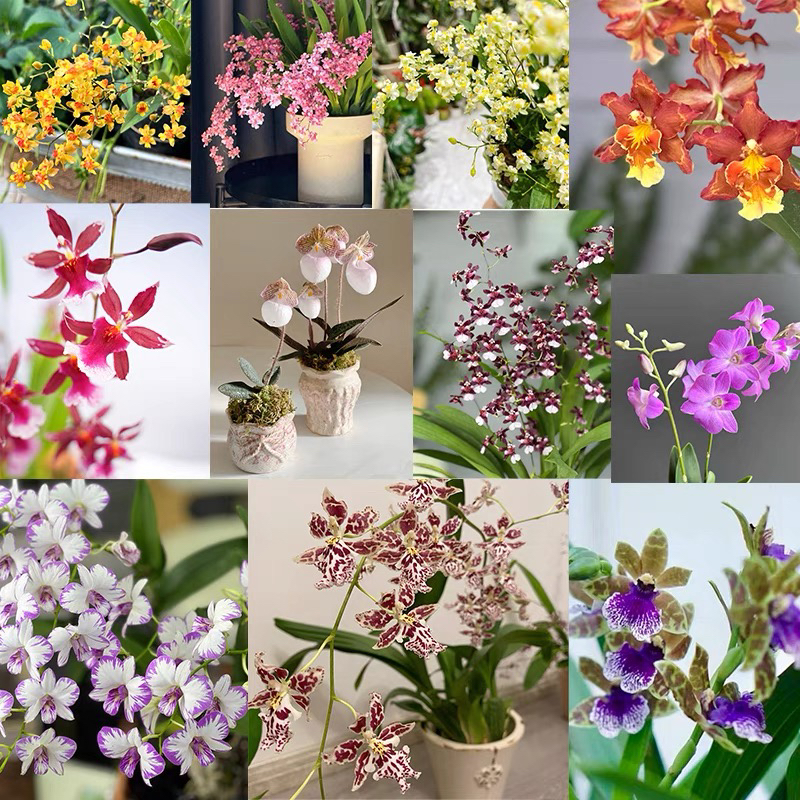 直播间—兰花专拍