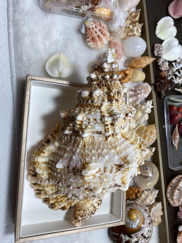 金口蛙螺21-22厘米家居摆件装饰品送礼品