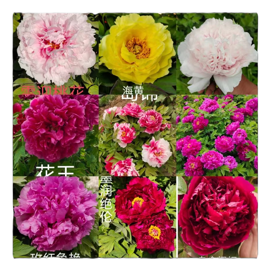 【一物一拍】洛阳正宗观赏牡丹花苗  多层重瓣  花大色  对版