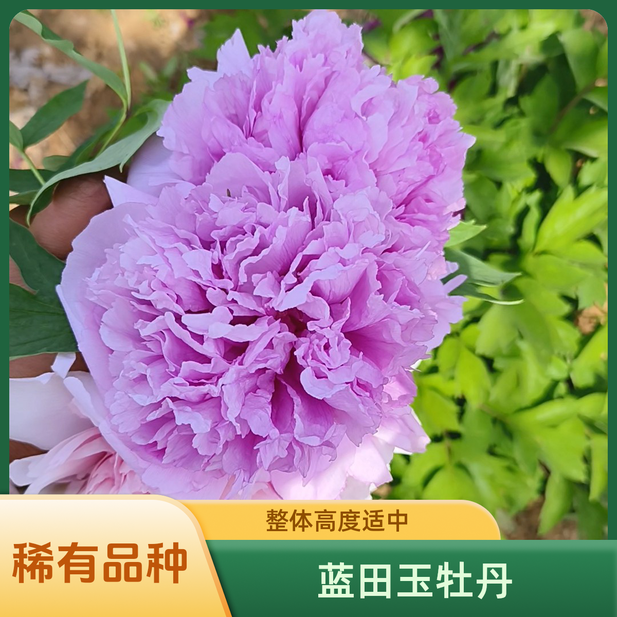 正宗洛阳牡丹苗（一物一拍）