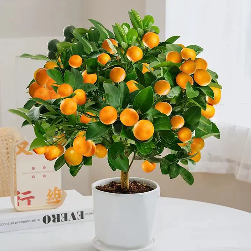 松柏杂木花卉类盆景 规格品种齐全 一物一拍
