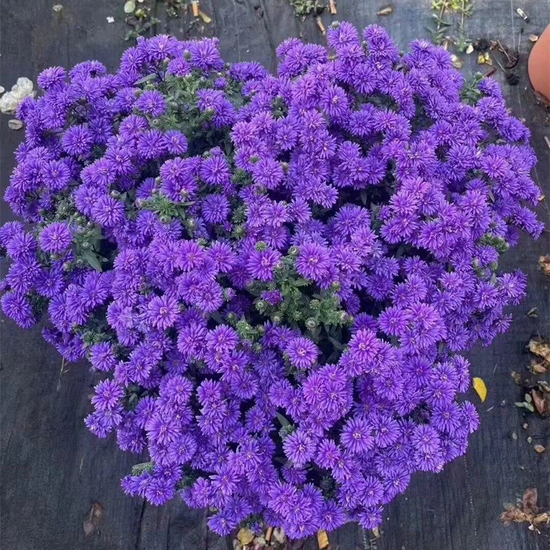 翠菊花苗紫苑花盆栽雏菊花多年生阳台菊花带花苞花园庭院四季花卉