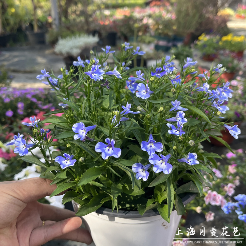 半边莲 六倍利盆栽 阳台花卉成品开花植物多花易爆盆多年生草本