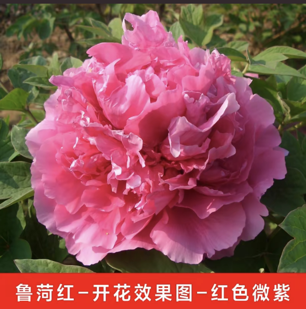 牡丹一物一拍（直播间）