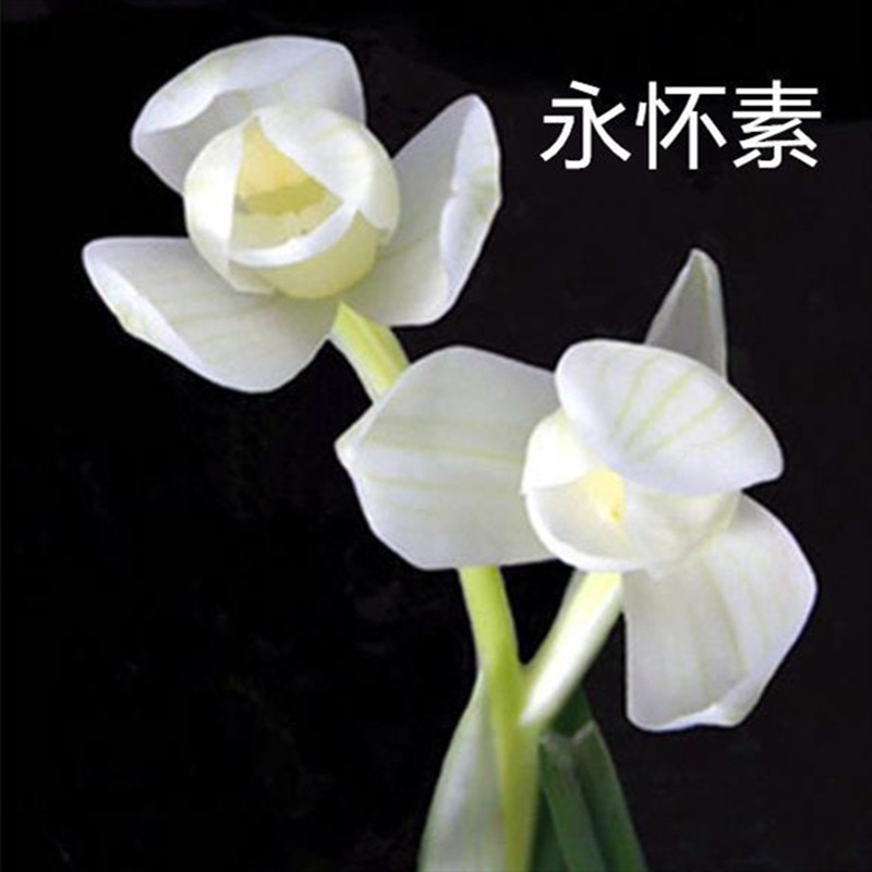 兰花莲瓣兰永怀素兰花苗带花苞浓香型花卉办公室内盆栽绿植国兰