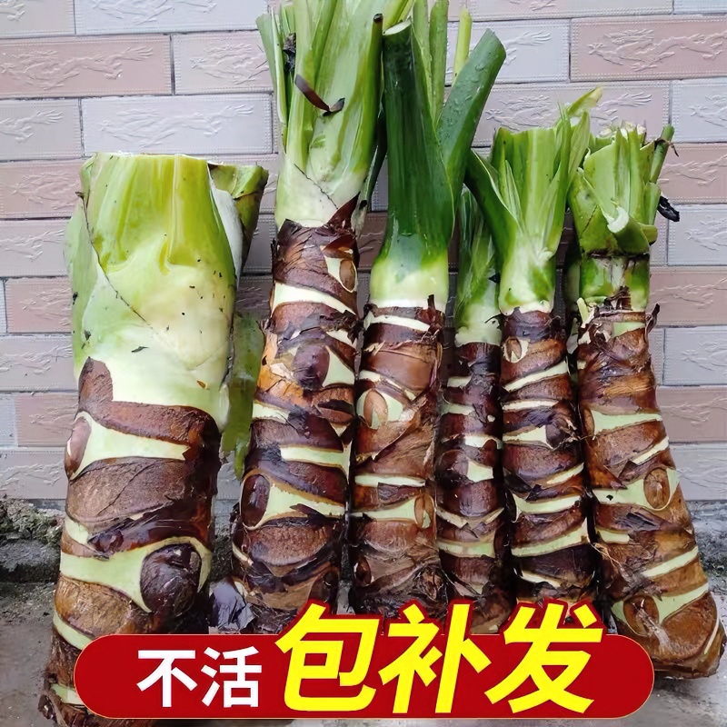 滴水观音盆栽大叶霸王芋室内盆景老桩庭院大型绿植植物水培吸甲醛