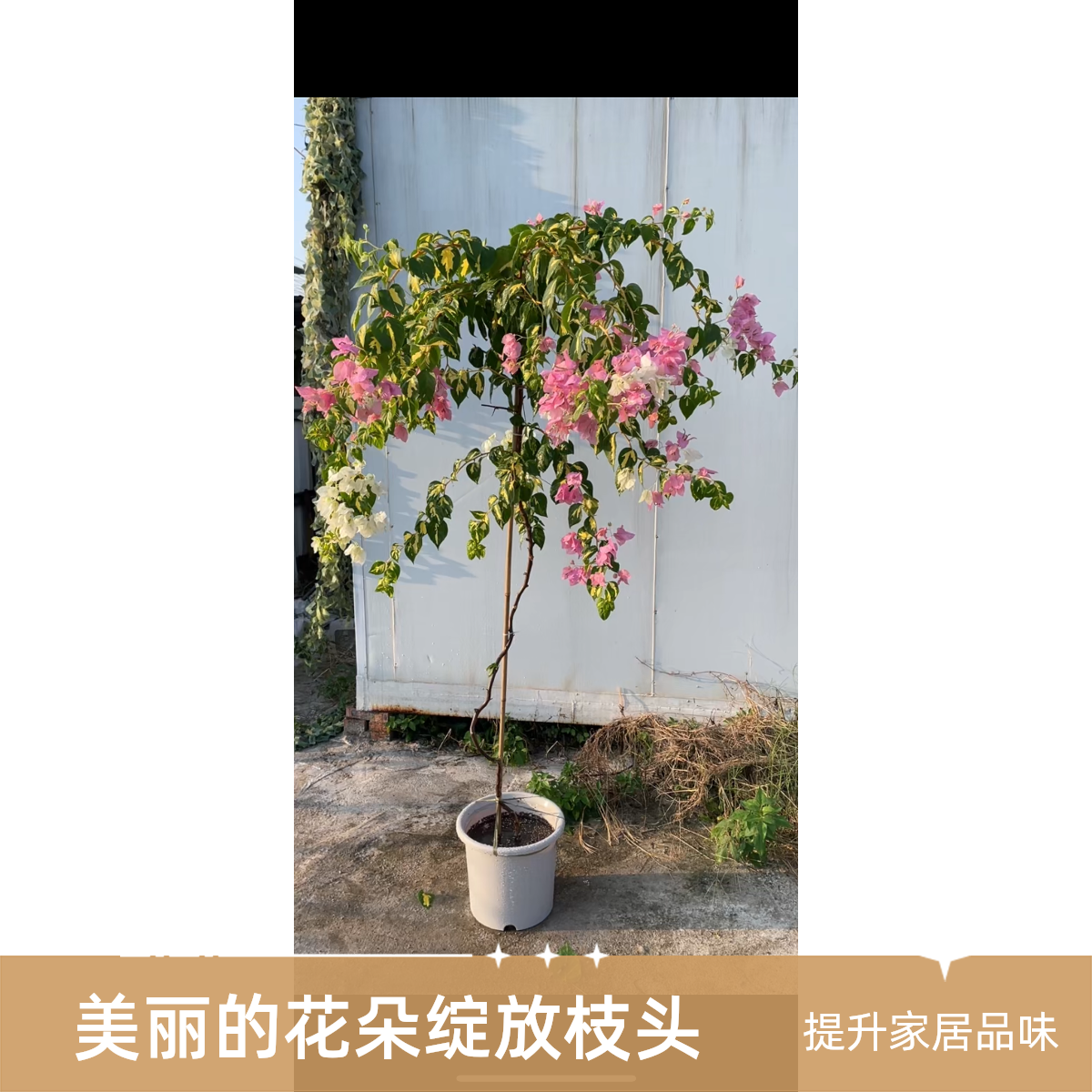 三角梅庭院阳台意境款 一物一拍