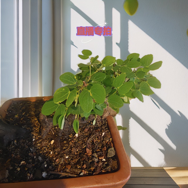 野生小叶白花金丝红木羊蹄甲小叶羊蹄甲羊蹄甲盆景老桩盆景盆景