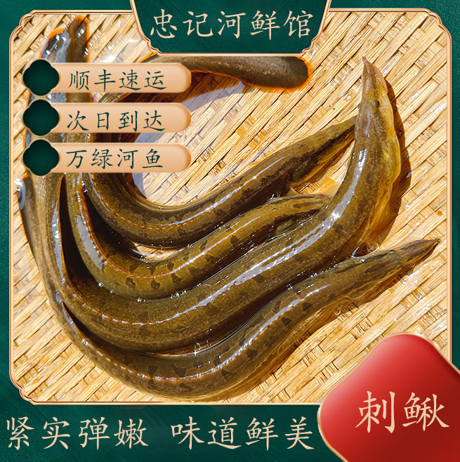 正宗刺鳅中华刺鳅新鲜现杀刀鳅溪流鱼正宗钢鳅观赏鳅火鳗