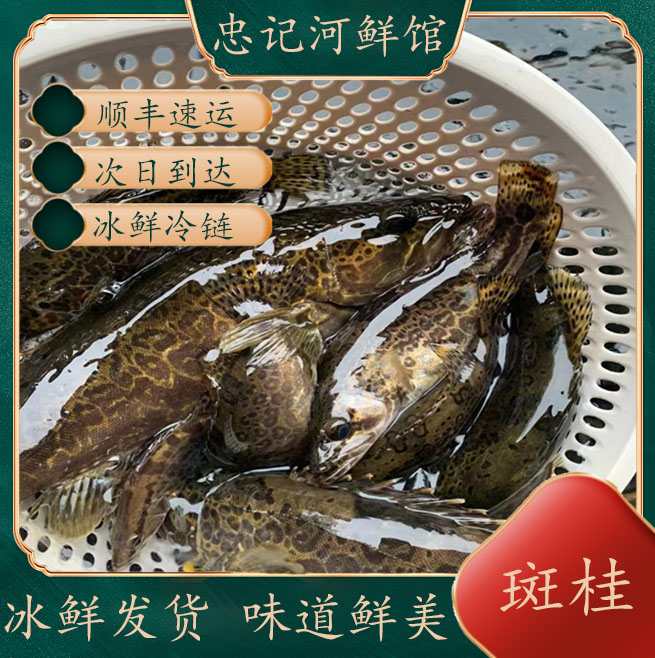 正宗桂花鱼斑桂大眼桂花白桂花桂花鱼桂花鱼新鲜现杀正