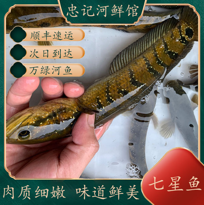 七星鱼月鳢新鲜白点珍珠雷龙鱼肉食猛鱼外省宰杀