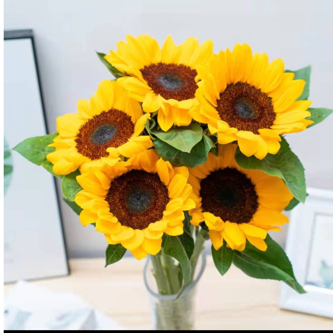 鲜花向日葵 ）20%不售后 介意勿拍 昆明基地直发 收到先醒花