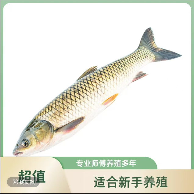 活鱼好好好好啊啊