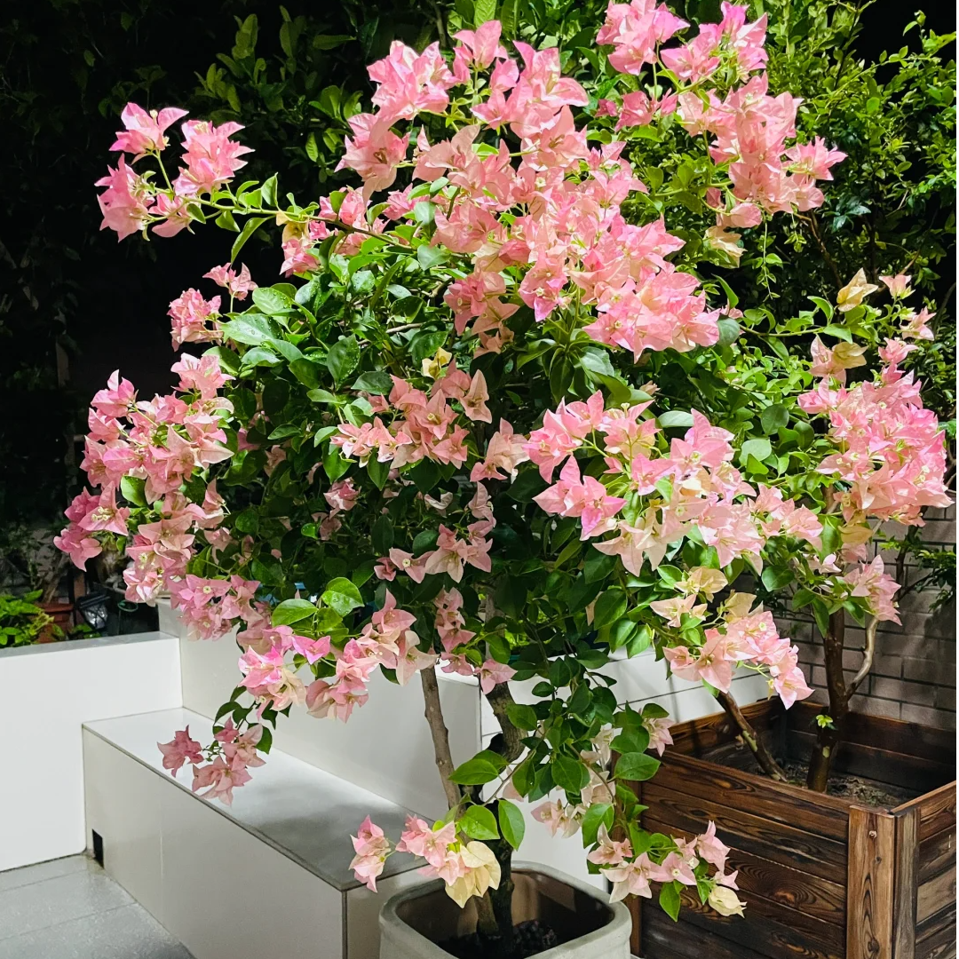 【卡亚塔】三角梅一物一拍