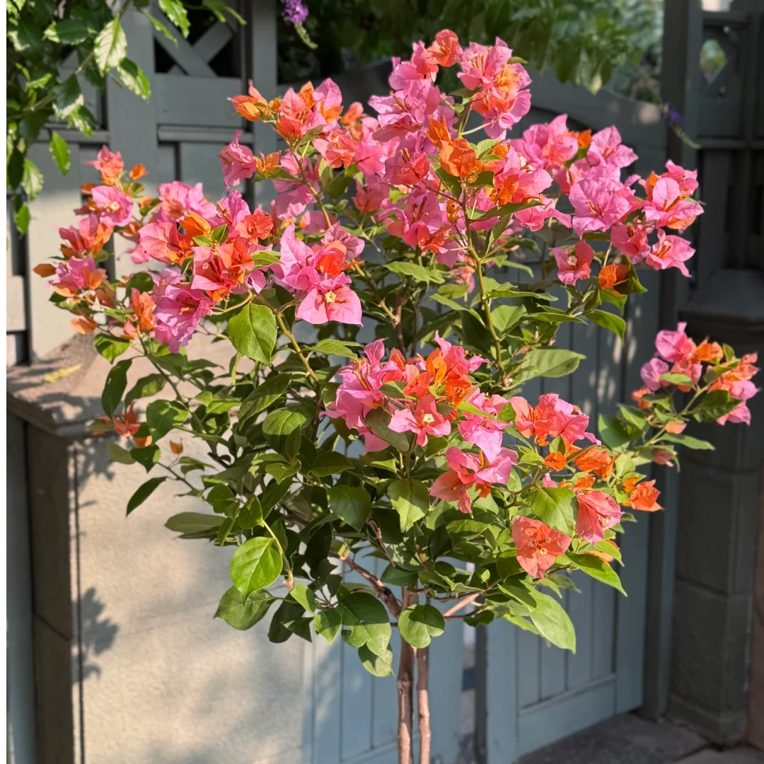 【变色龙】三角梅直播间一物一拍