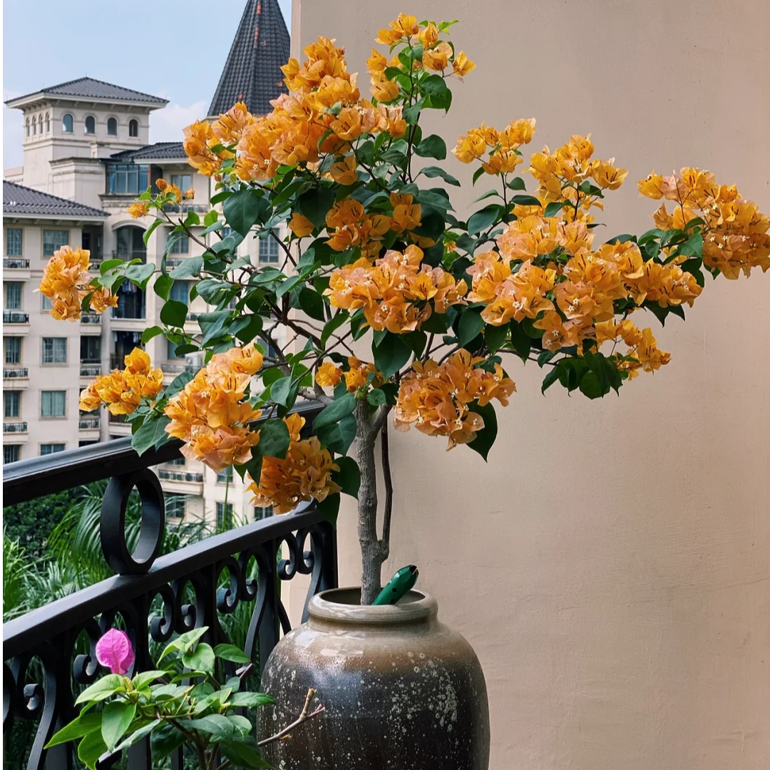 【加州黄金】直播间三角梅一物一拍