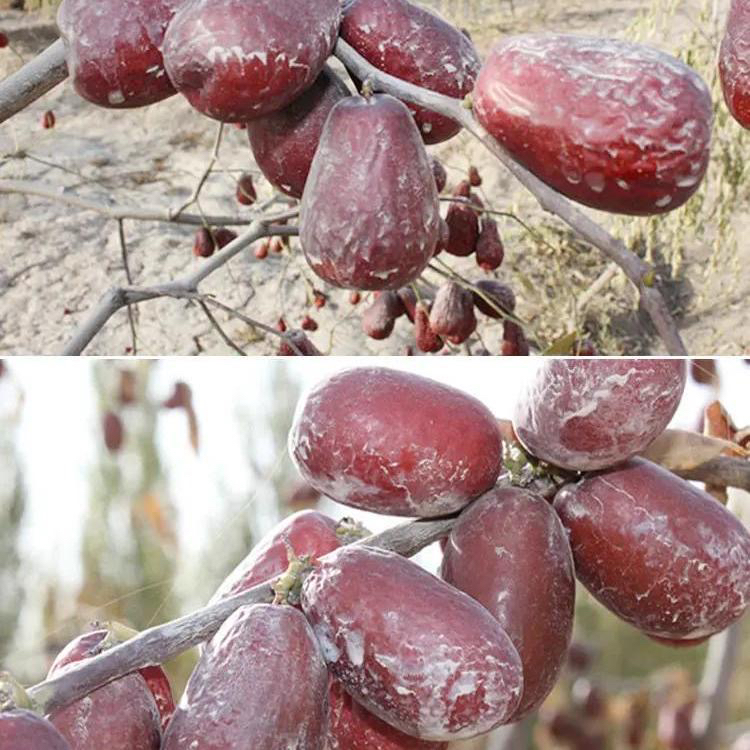 1和田大枣真实4-4.5厘米左右7到9成干原产地原生态新疆大枣正宗