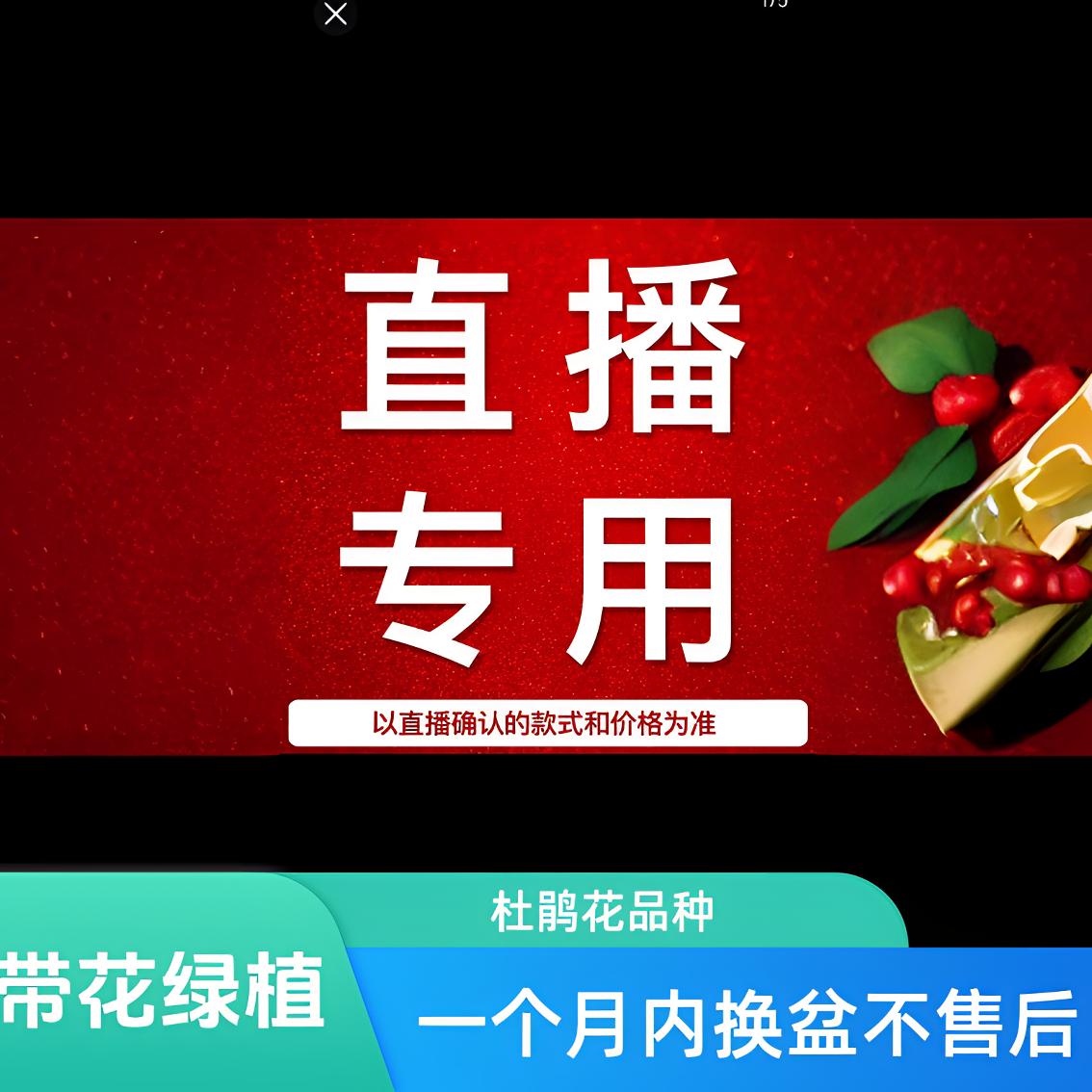 一物一拍多品种三角梅盆栽带花四季开花绿植带盆花卉