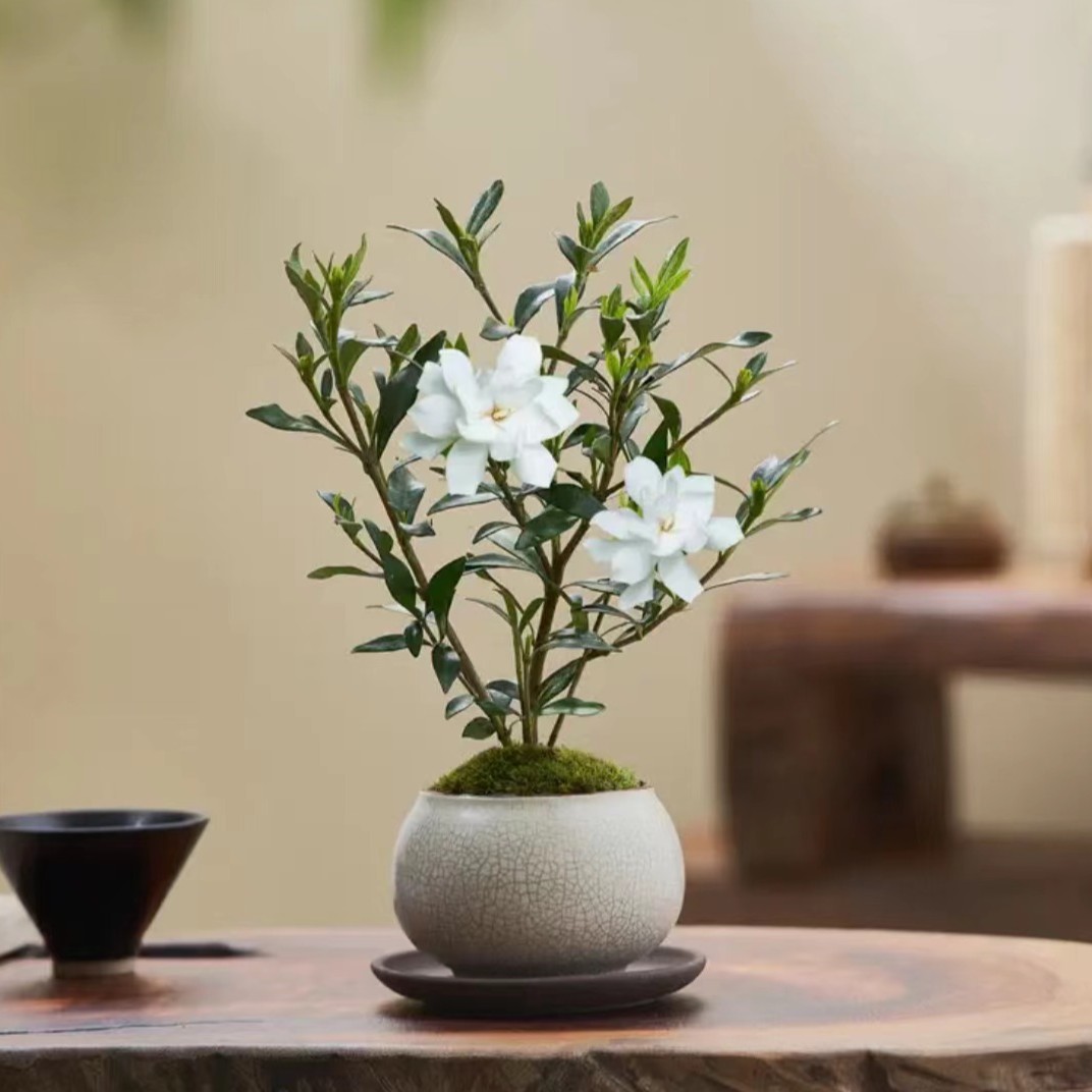 小叶栀子花四季盆栽植物室内好养办公室桌面带盆景花苞开花小绿植