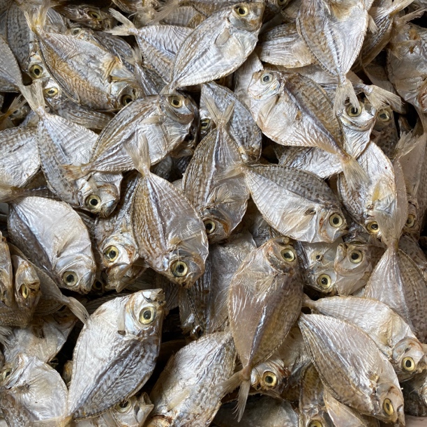 小鱼干金钱花鱼干汕尾九梗鱼干微咸海鱼扁鱼干沾辣椒下酒菜配稀饭