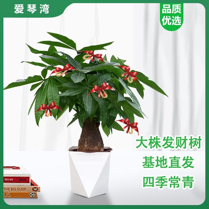 发财树盆栽粗杆优质品质送吸水盆办公室桌面室内好养绿植基地直发