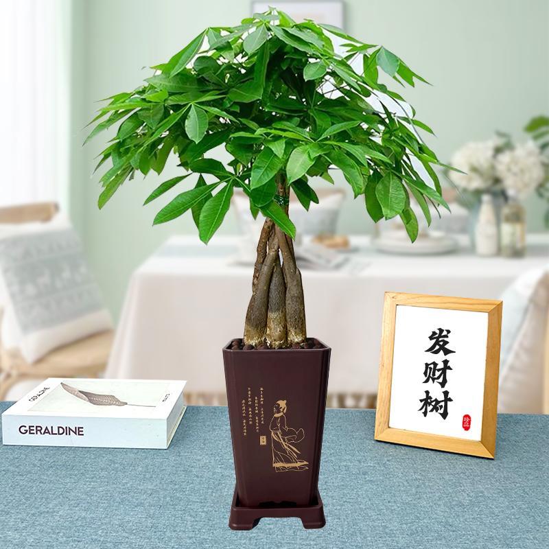 【五编发财树】李白胶盆发财树盆栽前台办公客厅长期耐旱花卉绿植