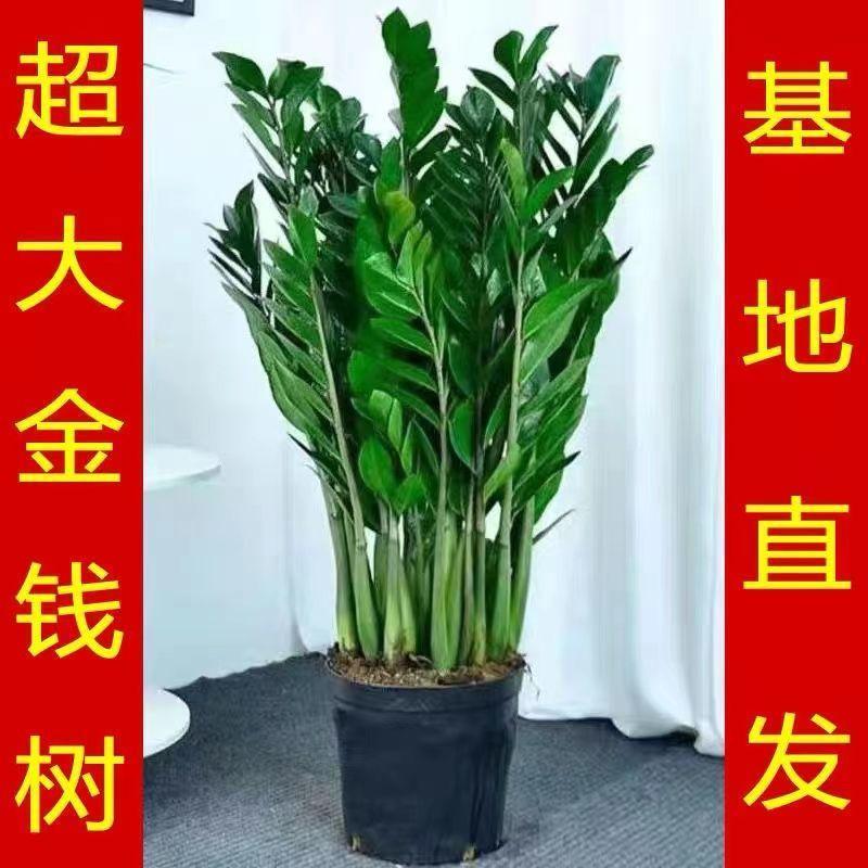 客厅旺宅绿植大型金钱树盆栽植物室内花卉四季常青好养大摇钱串子
