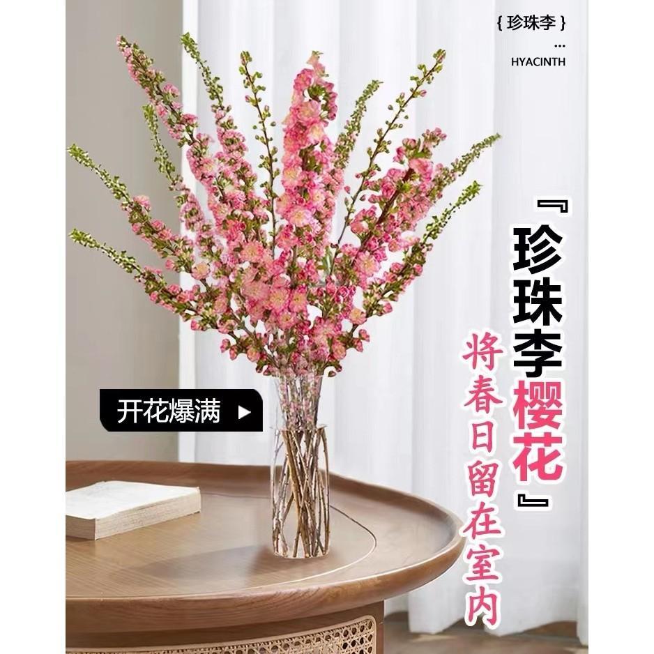 水培植物干枝珍珠李带花苞鲜花室内水养雪柳桃枝樱花鲜切好养花卉