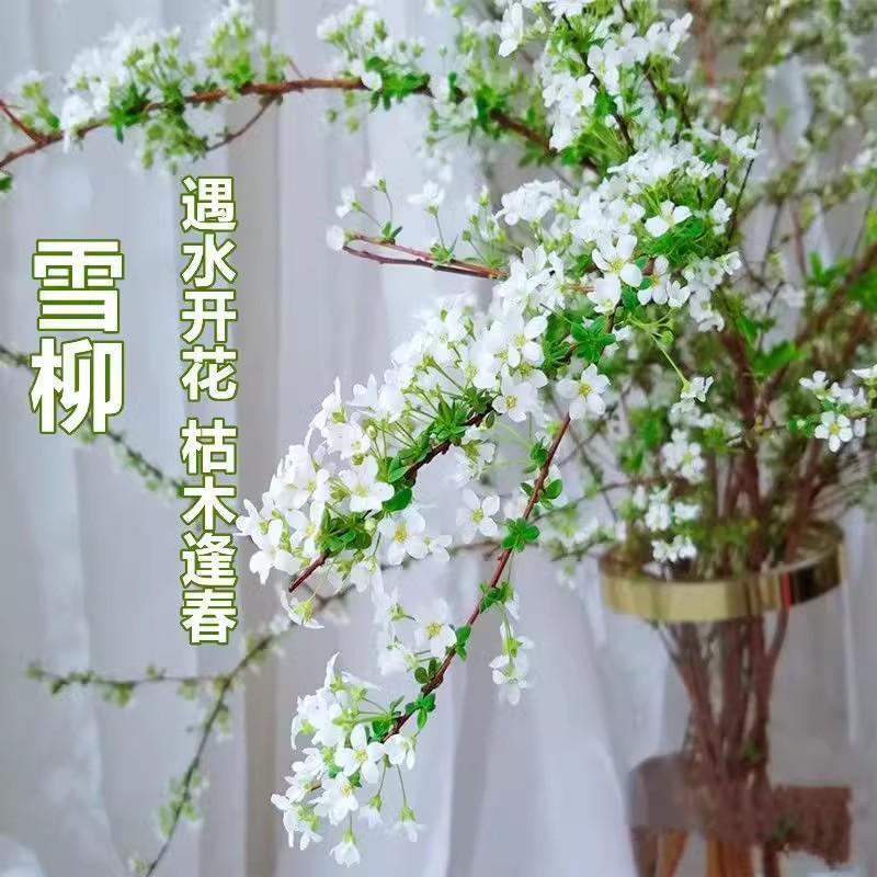 【遇水开花】云南鲜切枝雪柳现采现发懒人好养花材云南基地发货