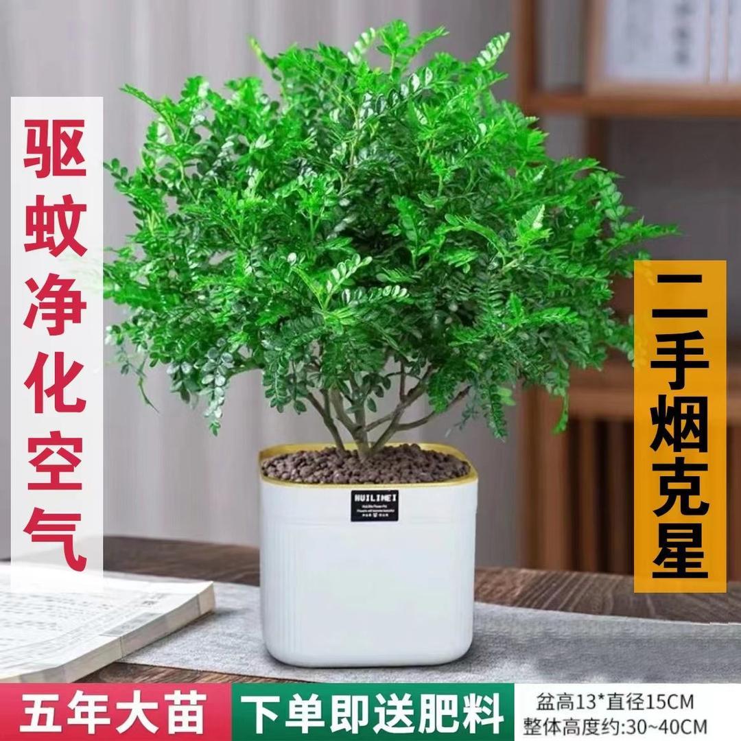 清香胡椒木】客厅绿植物驱蚊树老桩净化空气室内绿植盆栽大型绿植