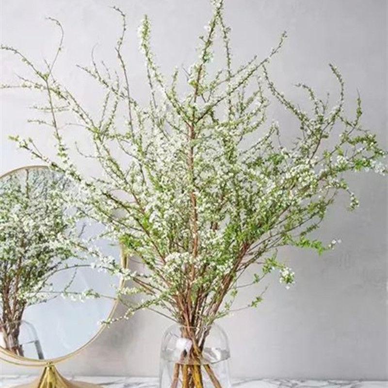 水养雪柳干枝水培花卉真花鲜枝冬季花卉植物水培绿植雪柳干枝花