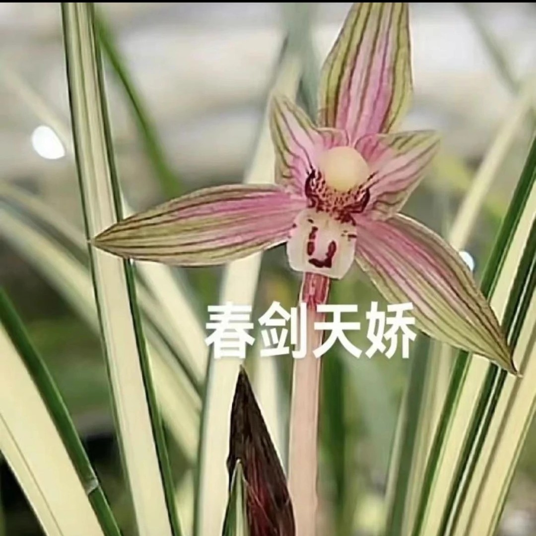 欣火兰苑国兰精品，春剑天骄直播间专用。