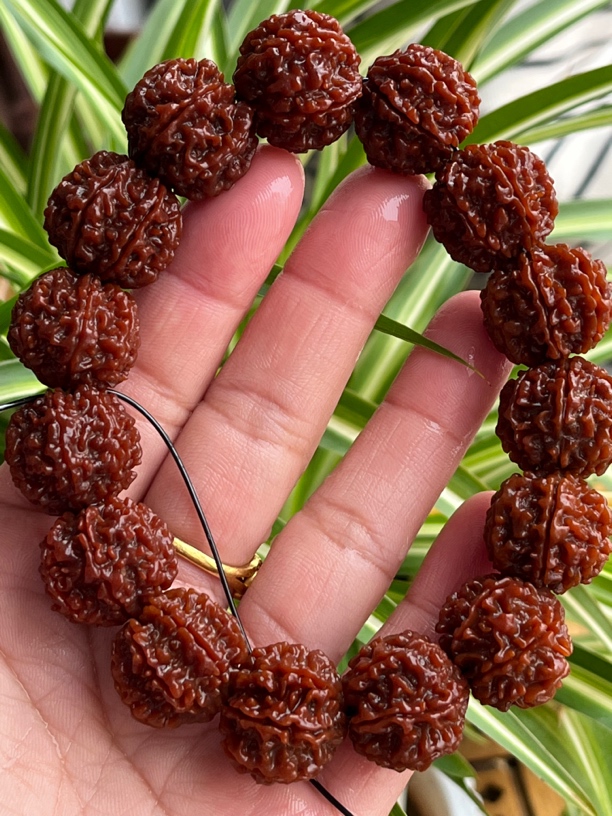 原生态7瓣纯野生籽大金刚，18-22尺寸