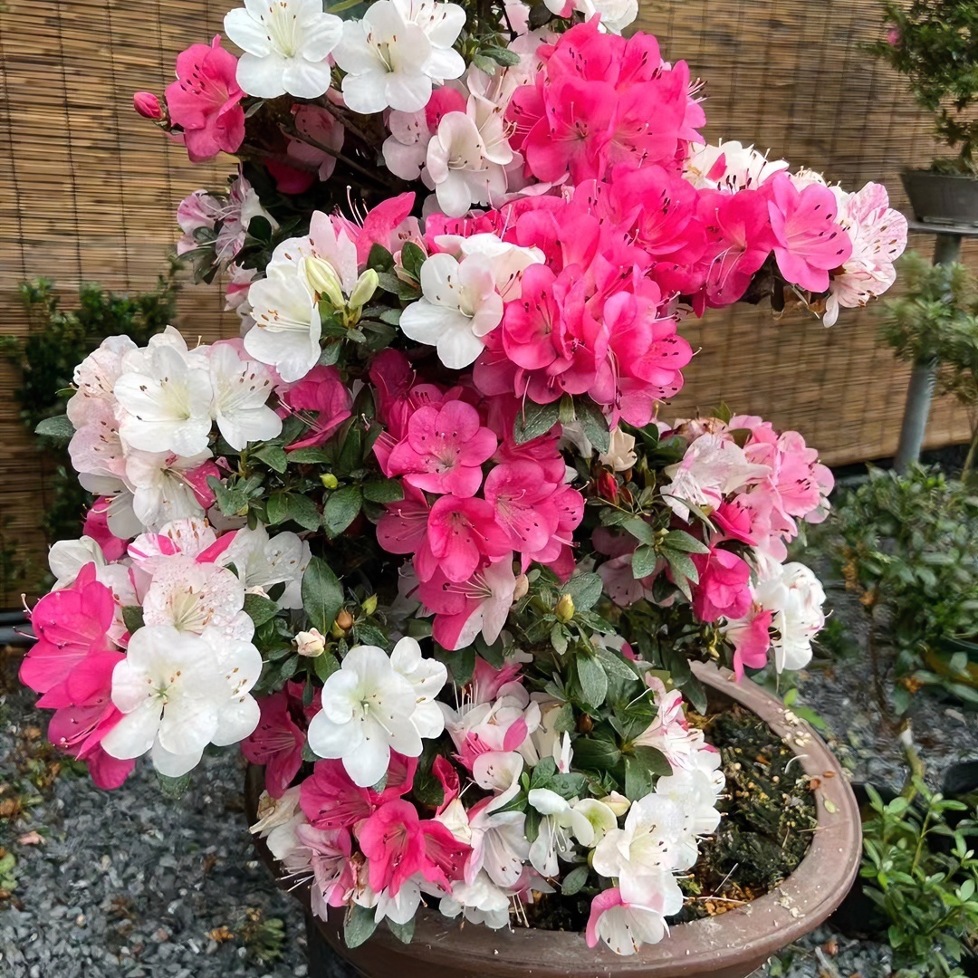 稀有品种皋月杜鹃花原生苗花开一树多色盆栽室内室外