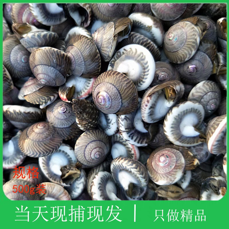 大连海鲜海货新鲜活大海钱玻璃牛有沙介意勿拍（沙吐不净介意勿拍）
