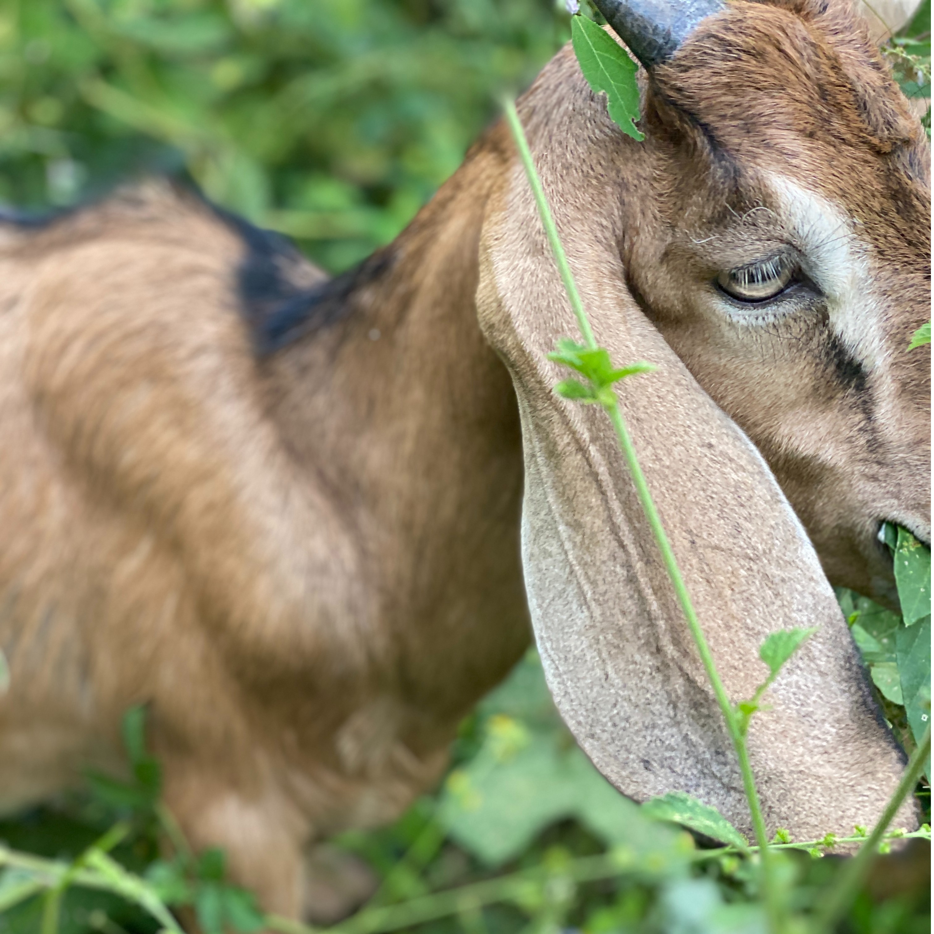 新鲜现杀散养山羊三宝