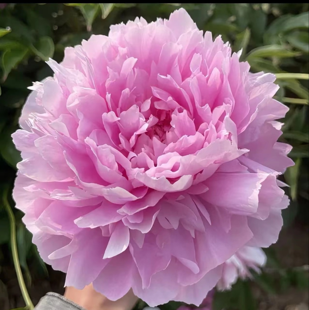 国产品种晴雯芍药花苗