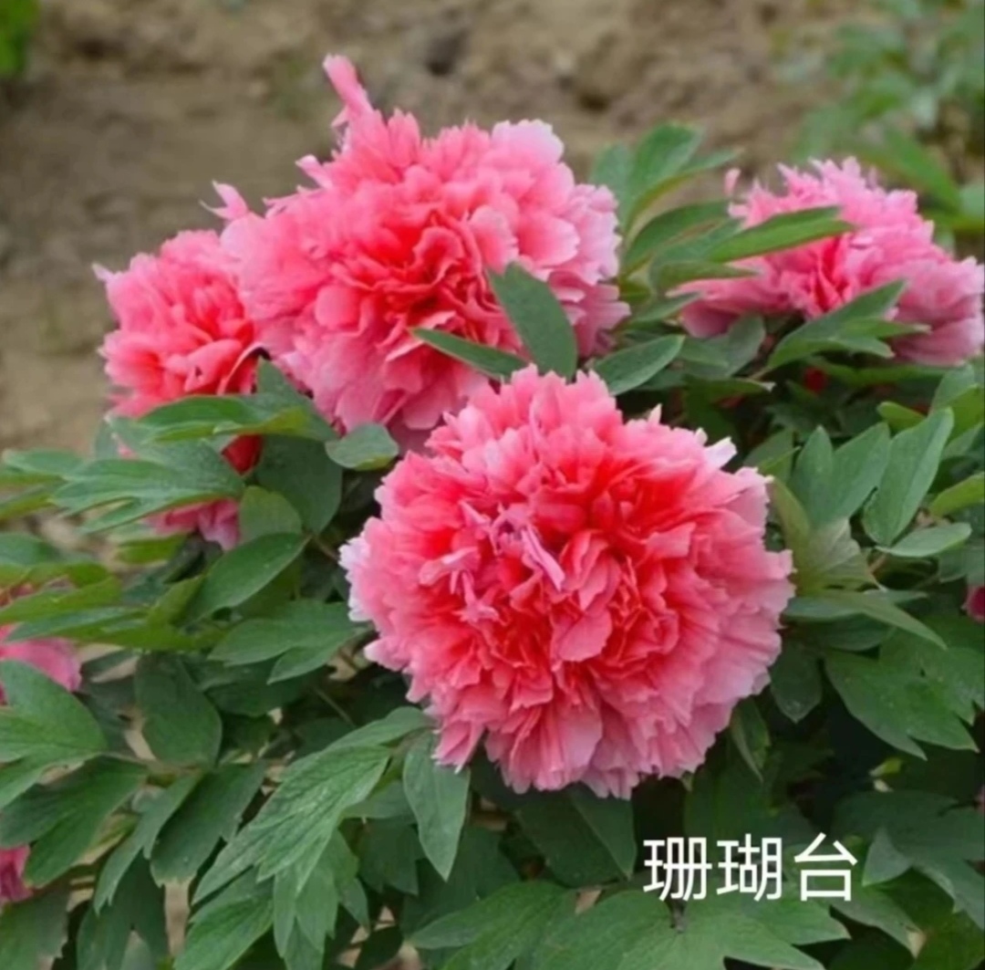 珊瑚台预订（先发肥料）秋天发苗