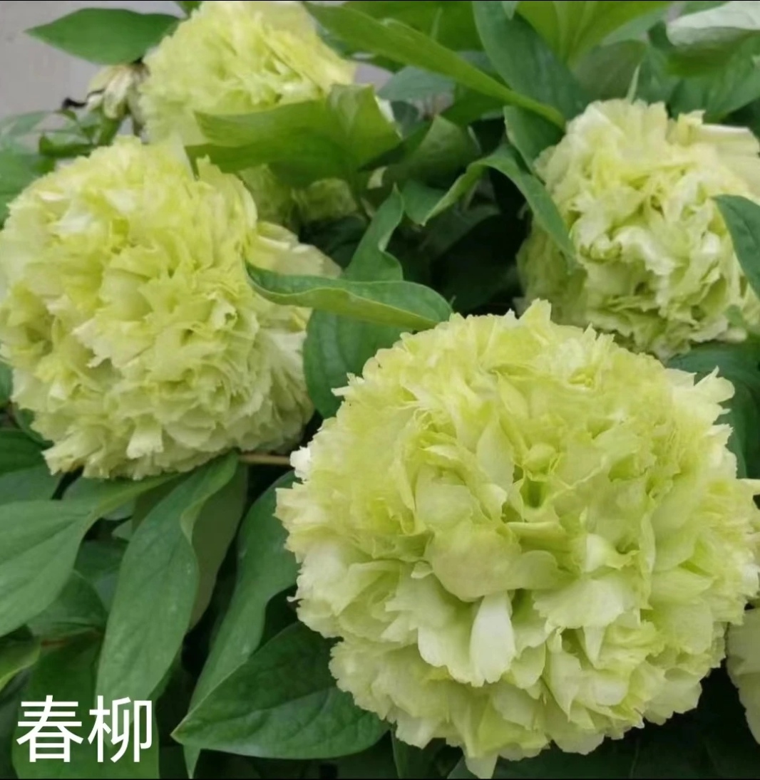 春柳预订（先发肥料）秋天发苗