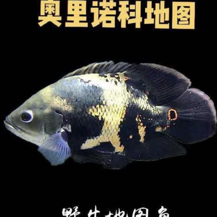 超萌好物奥图鱼地图大黄蜂鱼奥利诺克野图观赏鱼热带鱼中型热带鱼